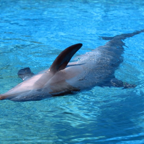 Ein schlafender Delfin (Foto: picture-alliance / Reportdienste, Arco Images)