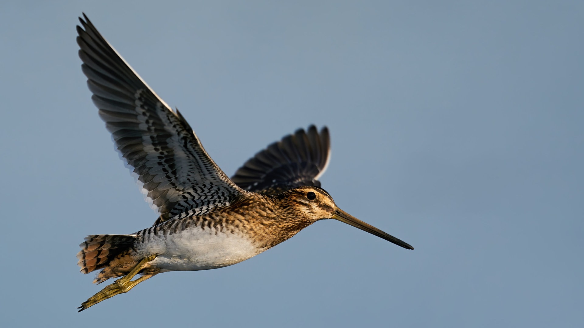 Foto: Colourbox Eine fliegende Pfuhlschnepfe (Foto: Colourbox)