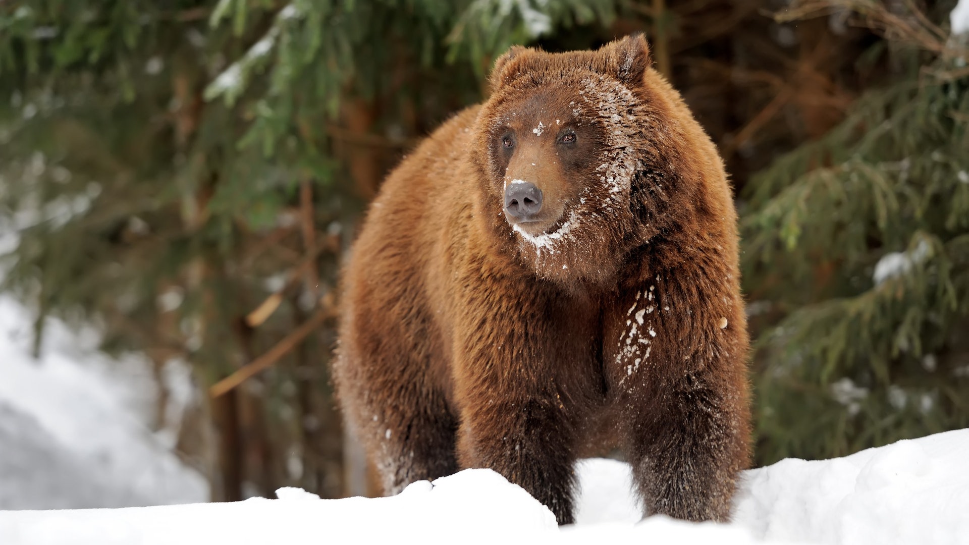 Braunbär (Foto: Colourbox)