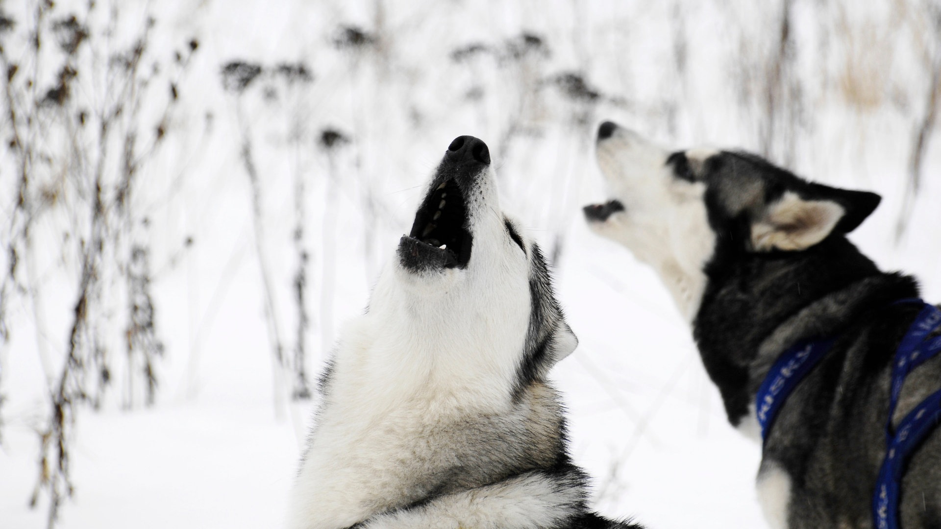 zwei Huskys (Foto: Colourbox)