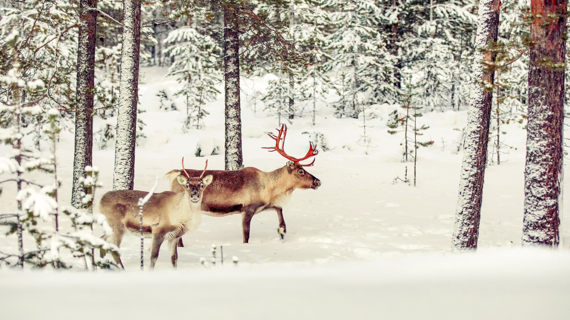 Rentiere im Schnee (Foto: Colourbox)