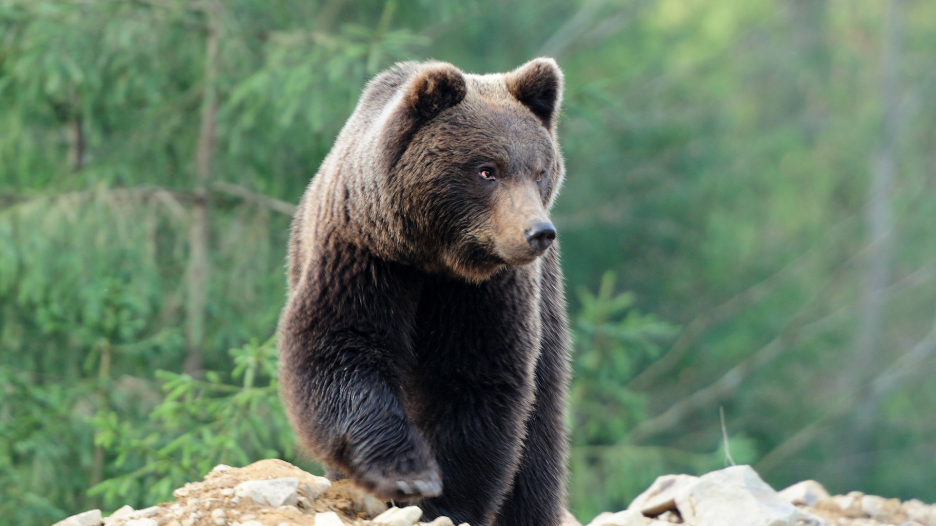 Braunbär (Foto: Colourbox)