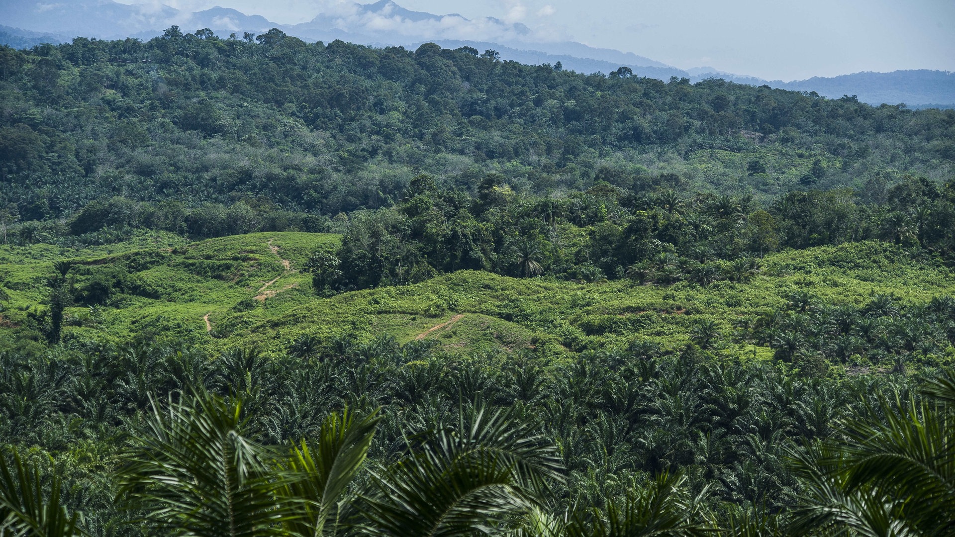 Foto: picture-alliance / Reportdienste, abaca | Aditya Sutanta/ABACA Gunung Leuser National Park (Foto: picture-alliance / Reportdienste, abaca | Aditya Sutanta/ABACA)