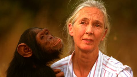 Jane Goodall mit einem Schimpansen (Foto: picture-alliance / Reportdienste, picture alliance / WILDLIFE | WILDLIFE/J.Giustina)
