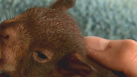 Eichhörnchen-Baby saugt (Foto: SWR, SWR)