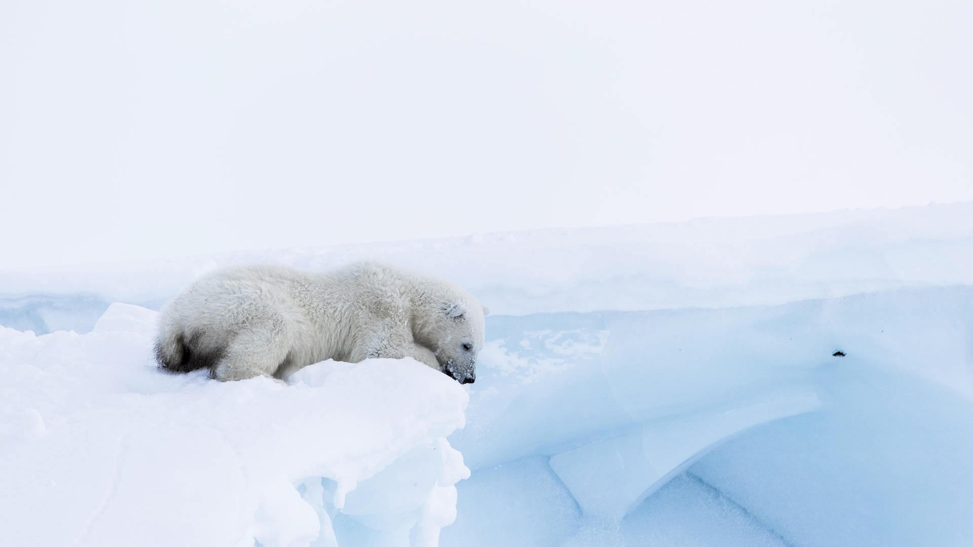 Ein Eisbär schaut von einem Eisberg herunter. (Foto: picture-alliance / Reportdienste, imageBROKER/Russell Millner)