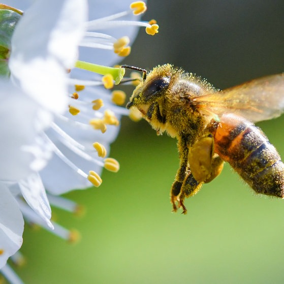 9 Bildergalerie Bienen  (Foto: picture-alliance / Reportdienste, Patrick Pleul)