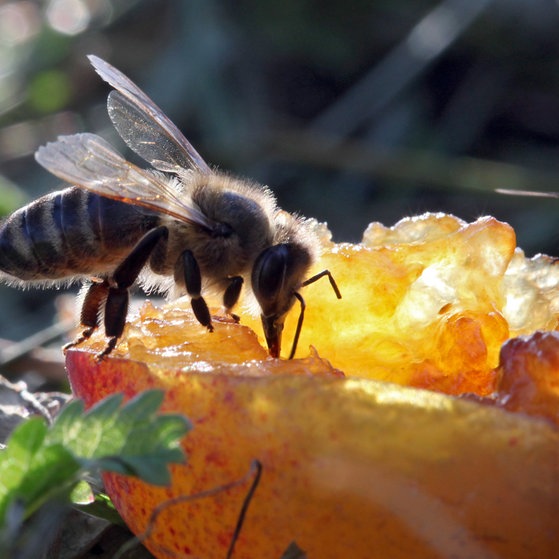 6 Bildergalerie Bienen (Foto: picture-alliance / Reportdienste, Picture Alliance)