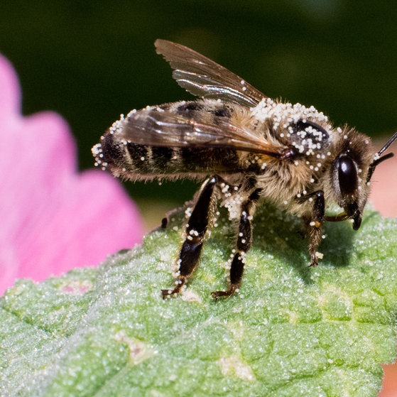 4  Teaser Bildergalerie Bienen (Foto: picture-alliance / Reportdienste, Julian Strate)