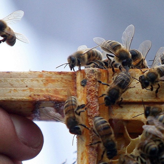 3 Bildergalerie Bienen (Foto: picture-alliance / Reportdienste, empics)