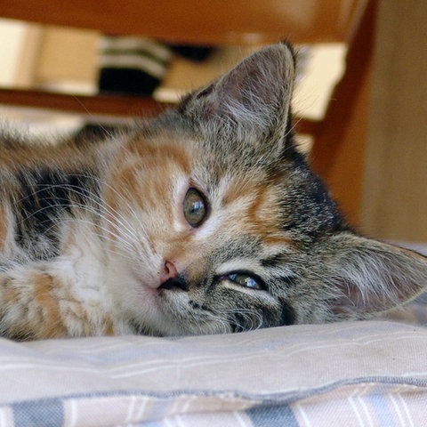 Kleine Katze auf einem Kissen (Foto: Colourbox)