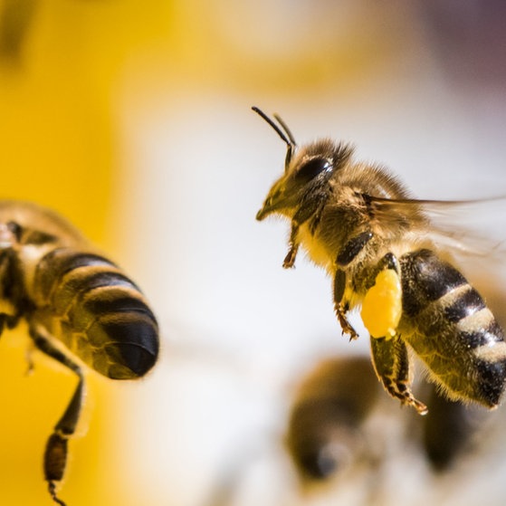 1 Bildergalerie Bienen (Foto: picture-alliance / Reportdienste, Frank Rumpenh)