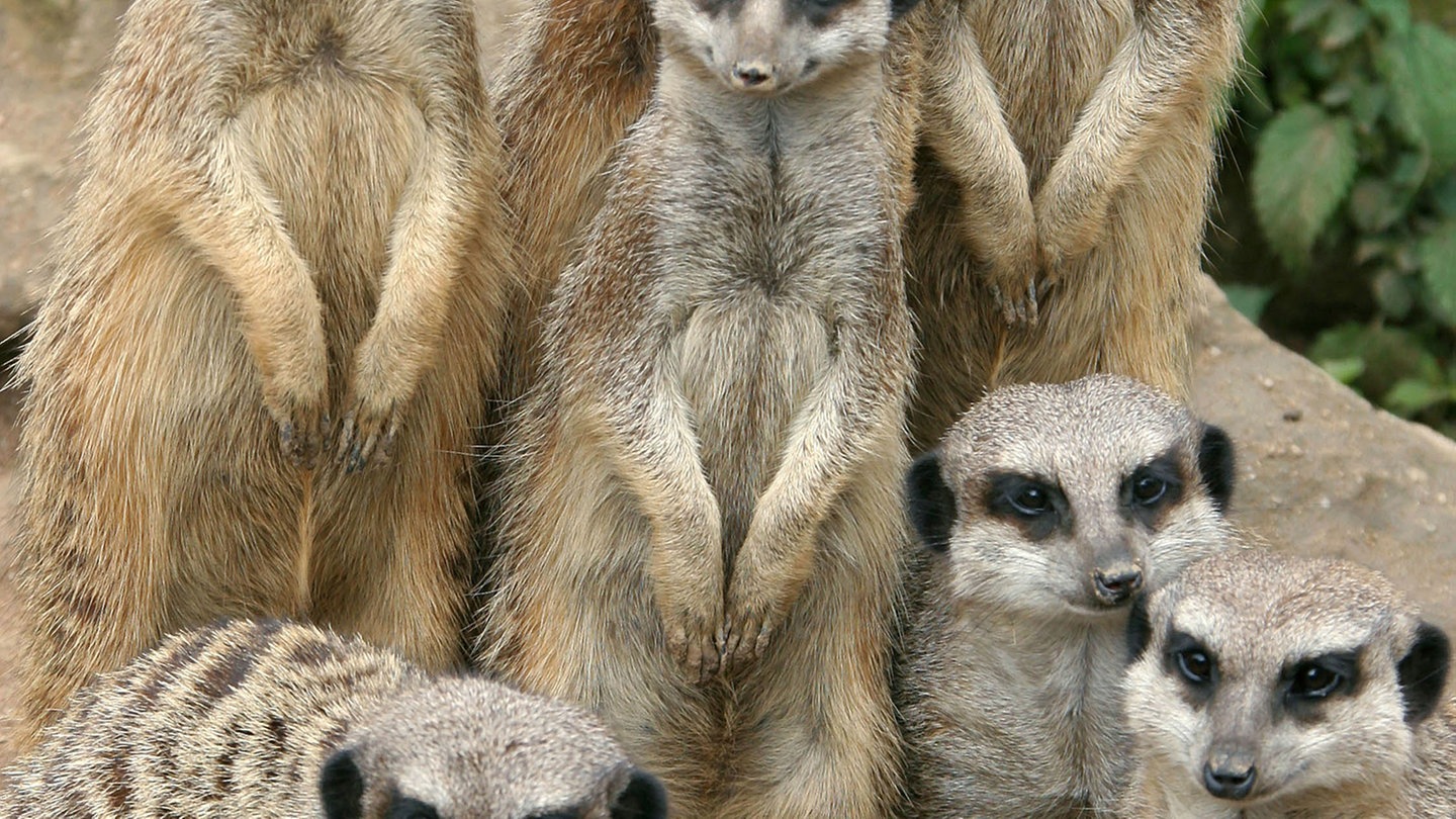 Erdmännchen Familienfoto