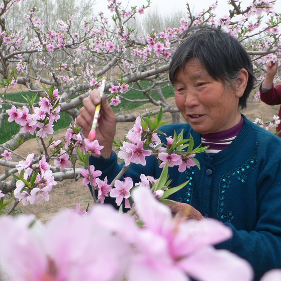 10 Bildergalerie Bienen (Foto: picture-alliance / Reportdienste, Picture Alliance)