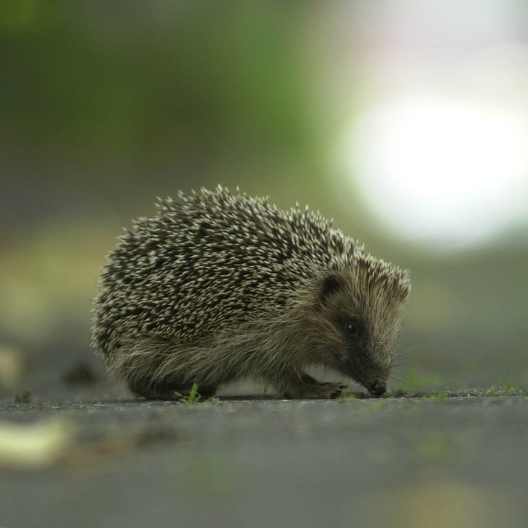 Igel sitzt auf Straße (Foto: Colourbox)