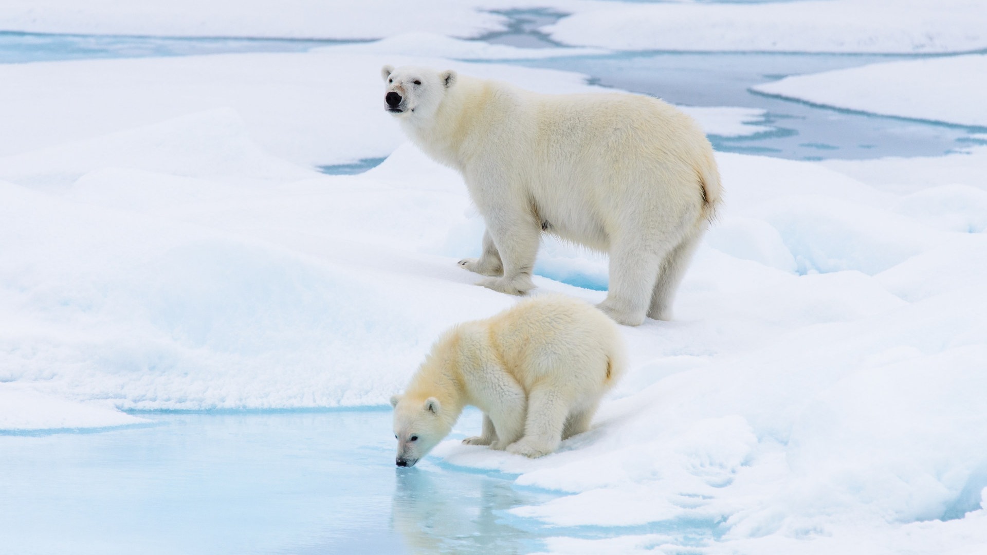 Foto: Colourbox Eine Eisbären-Mutter und ihr Junges (Foto: Colourbox)