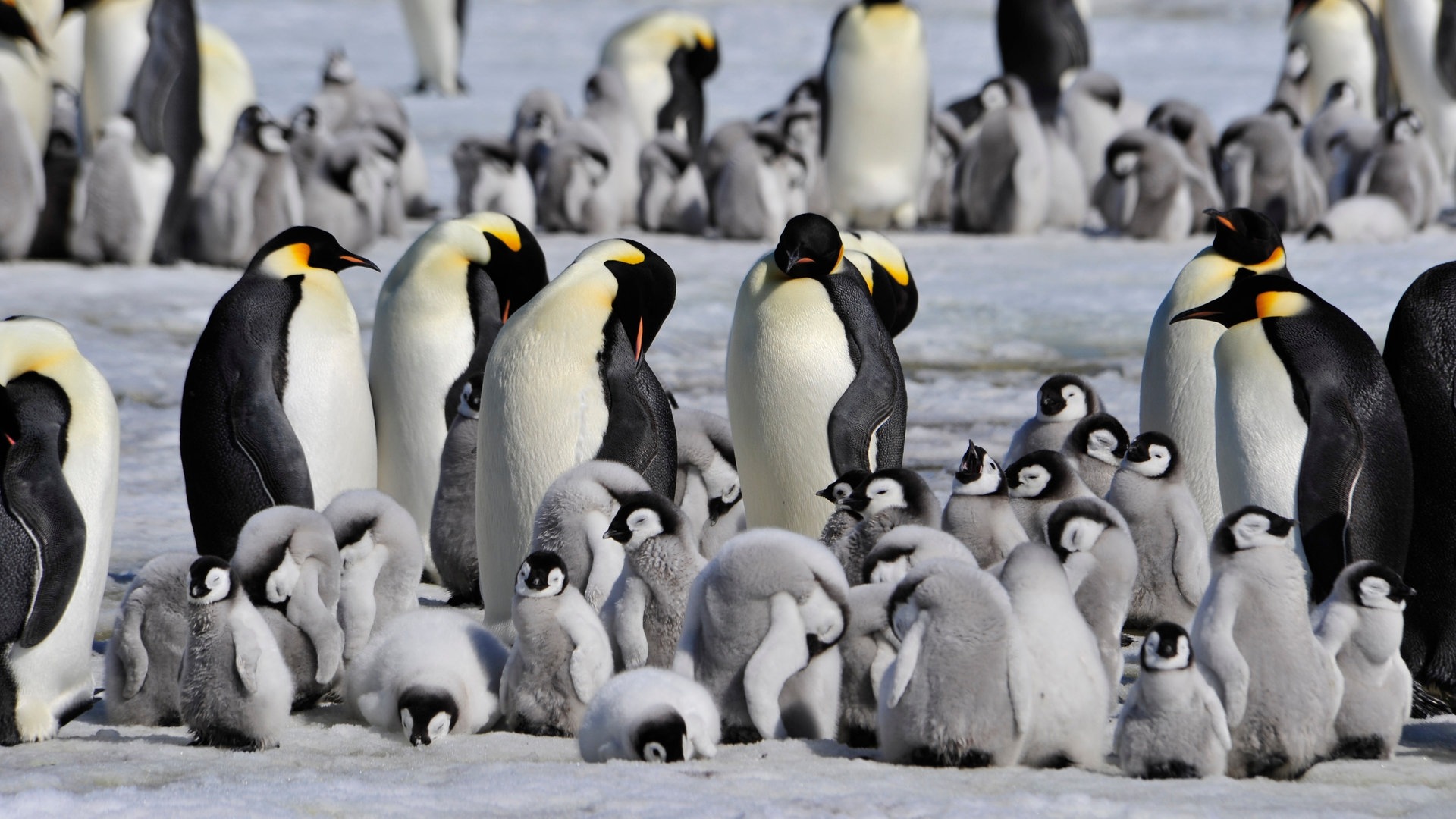 Kaiserpinguine mit ihrem Nachwuchs (Foto: Colourbox)