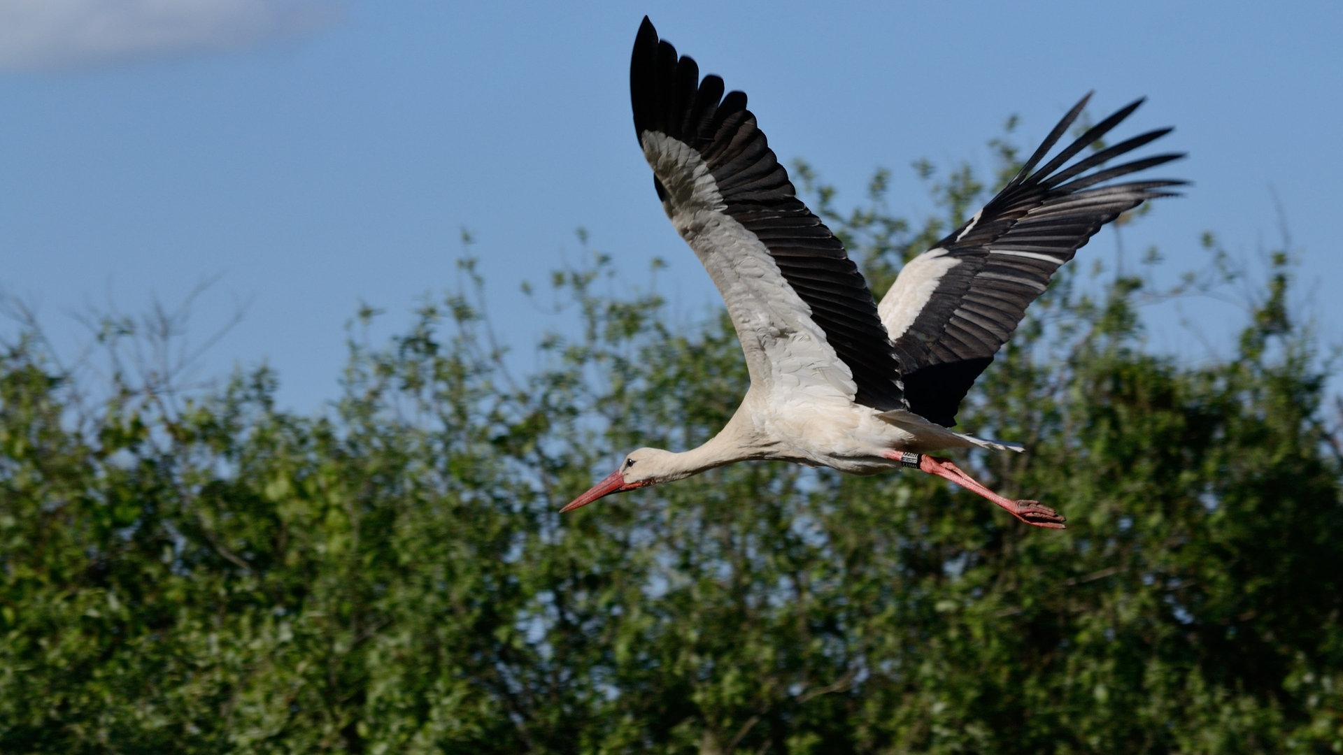 Foto: Colourbox Ein fliegender Weißstorch (Foto: Colourbox)