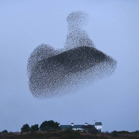 Ein Starenschwarm (Foto: picture-alliance / Reportdienste, Joe Gidden)