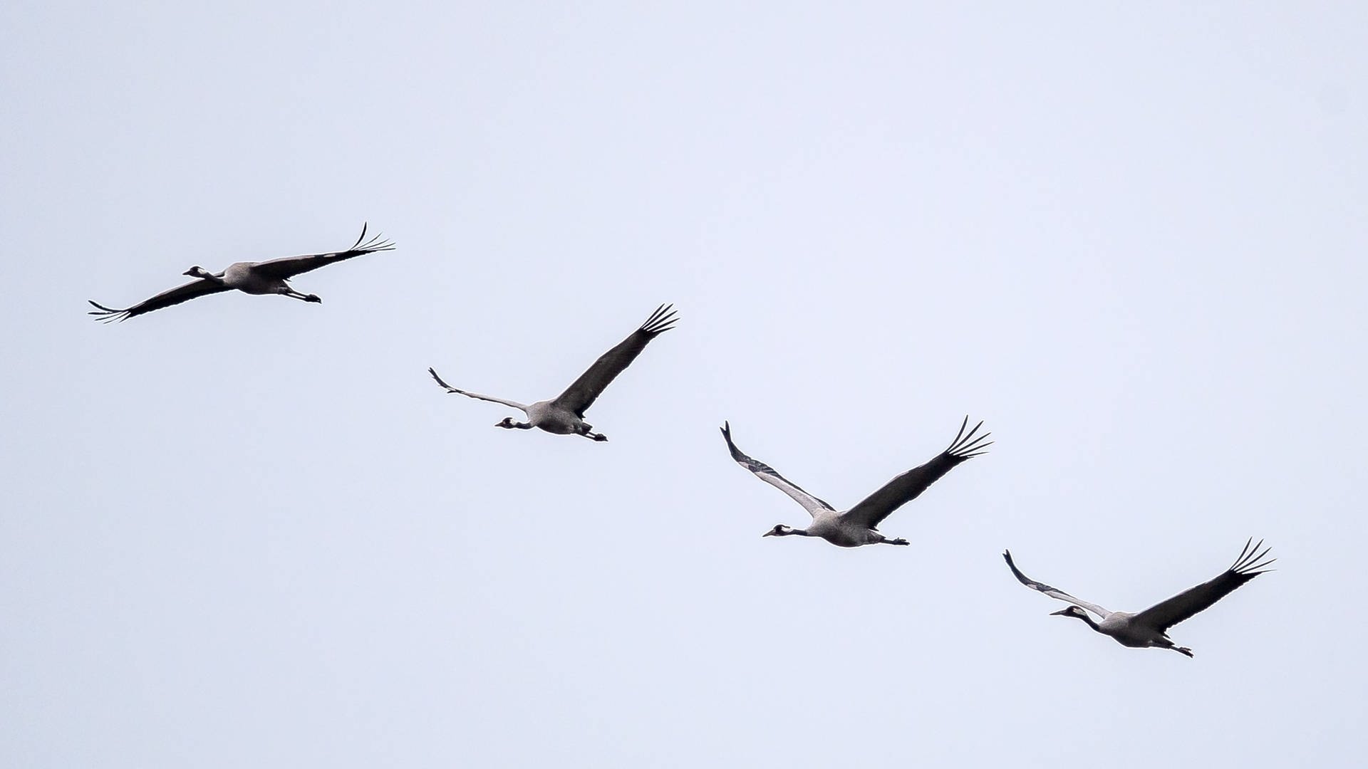 In einer Reihe fliegende Kraniche (Foto: picture-alliance / Reportdienste, Sina Schuldt)