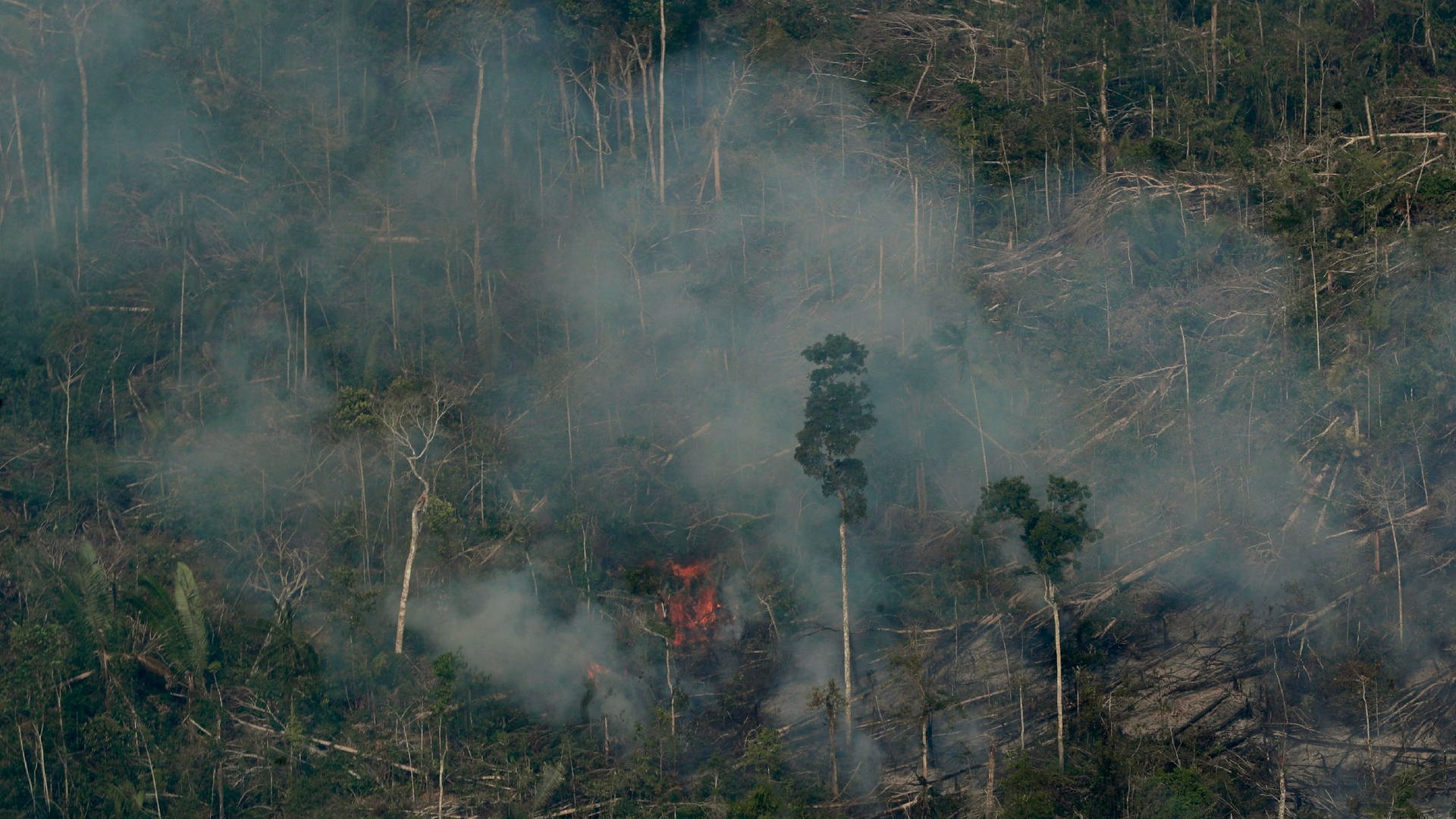 Rauch und Feuer sind über dem Amazonas Regenwald zu sehen (Foto: picture-alliance / Reportdienste, dpa/AP | Eraldo Peres)