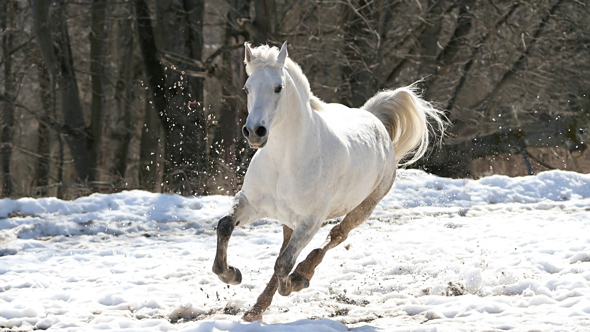 Lippizaner (Foto: Colourbox)