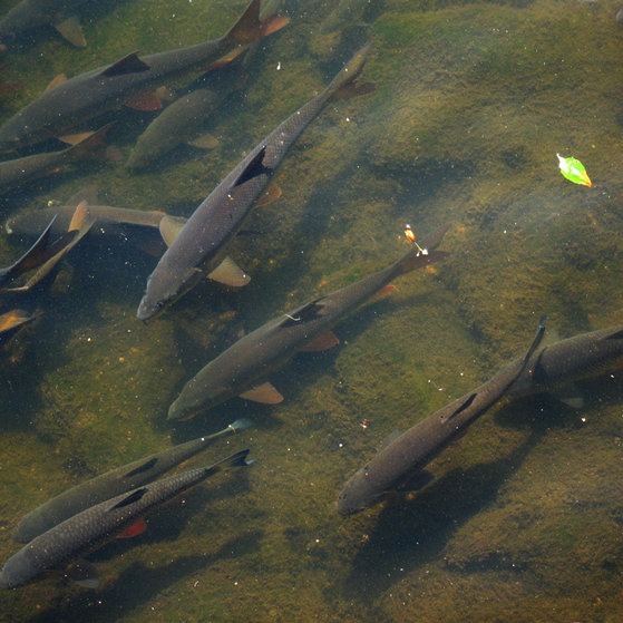 Forellen in Gebirgsfluss in Karlovy Vary