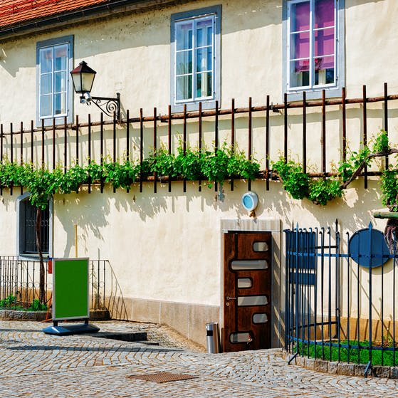Die Weinreben in Maribor sind über 400 Jahre alt. Noch heute tragen sie saftige Trauben. (Foto: Colourbox)