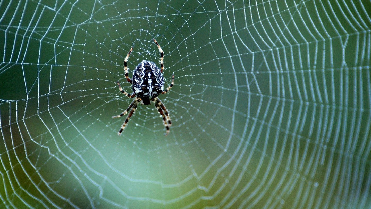 Spinne Schmiedeeisen mit Spinnennetz Spider 