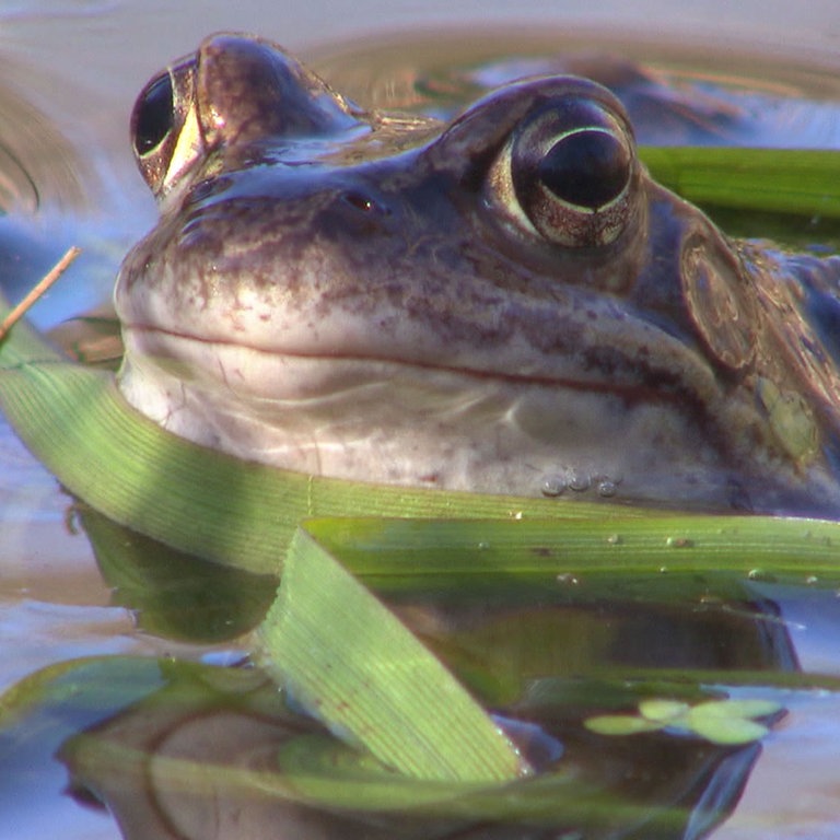 Kröte im Teich. (Foto: SWR)