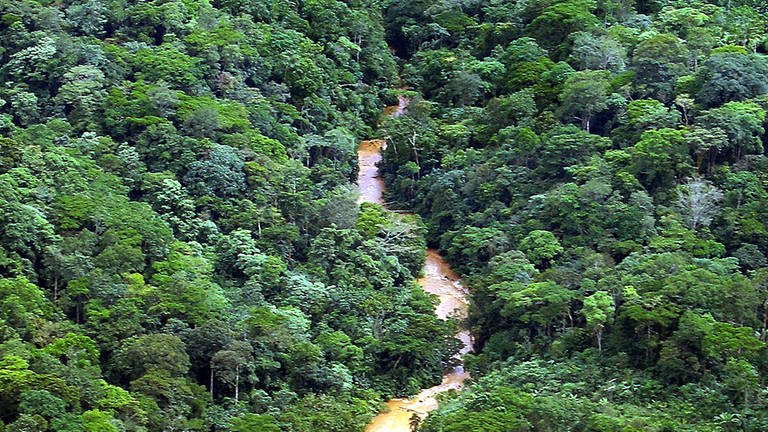 Blick von oben auf eine Fläche von Regenwald  (Foto: dpa Bildfunk, Foto: Ulrike Koltermann)