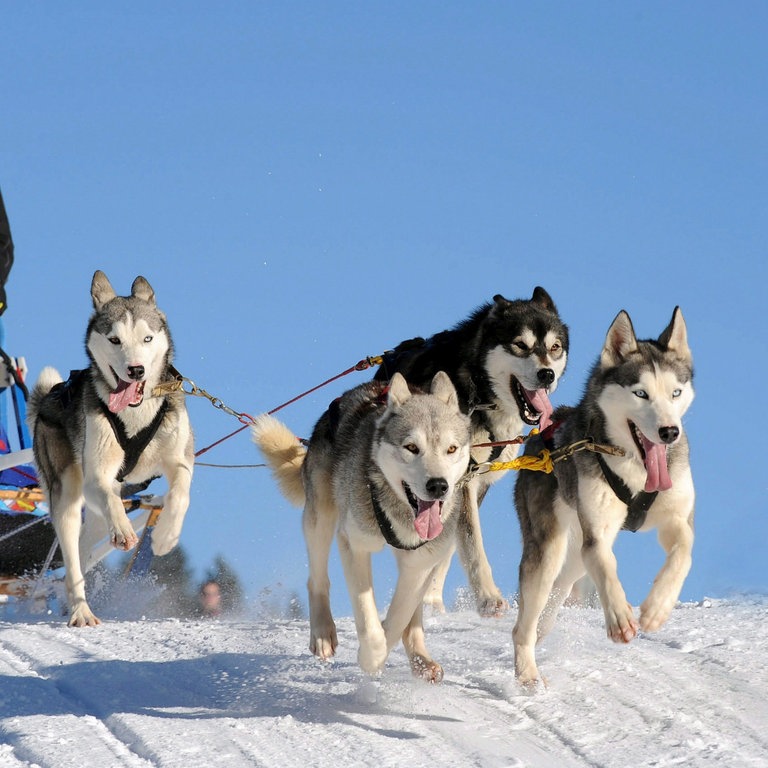 2 - Hunde sind Freunde  (Foto: dpa Bildfunk, picture-alliance/ dpa/ Fotografen: epa Keystone Campardo)