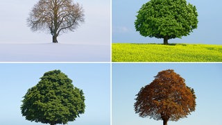 Ein Baum in den vier Jahreszeiten 