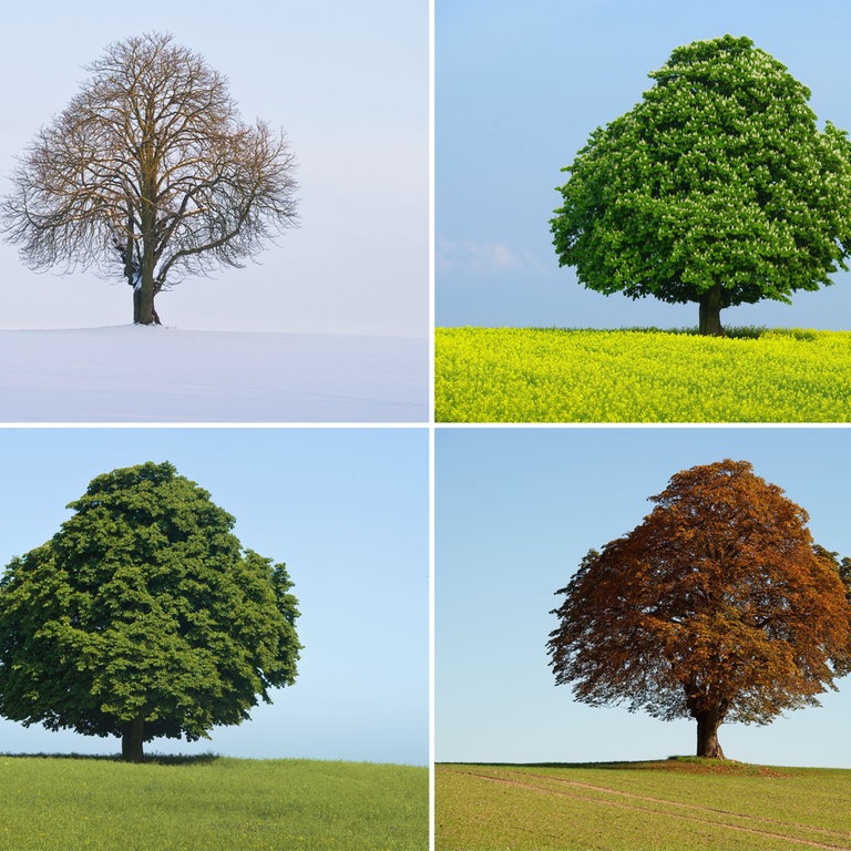 Ein Baum in den vier Jahreszeiten  (Foto: picture-alliance / Reportdienste, picture alliance / dpa/ Fotografen: Patrick Pleul)