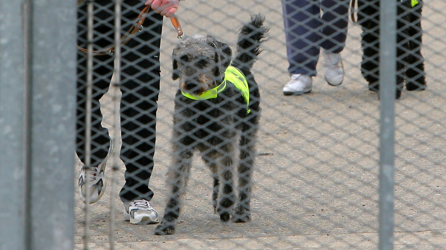 4 - Hunde sind Freunde (Foto: dpa Bildfunk, Foto: Bernd Wüstneck dpa/lmv)