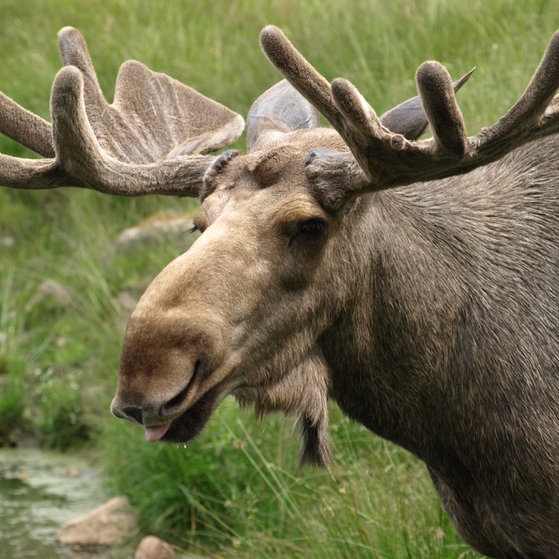 Über zwei Meter groß können Elche werden. Etwa 300.000 der Tiere leben in Schweden. (Foto: Colourbox)