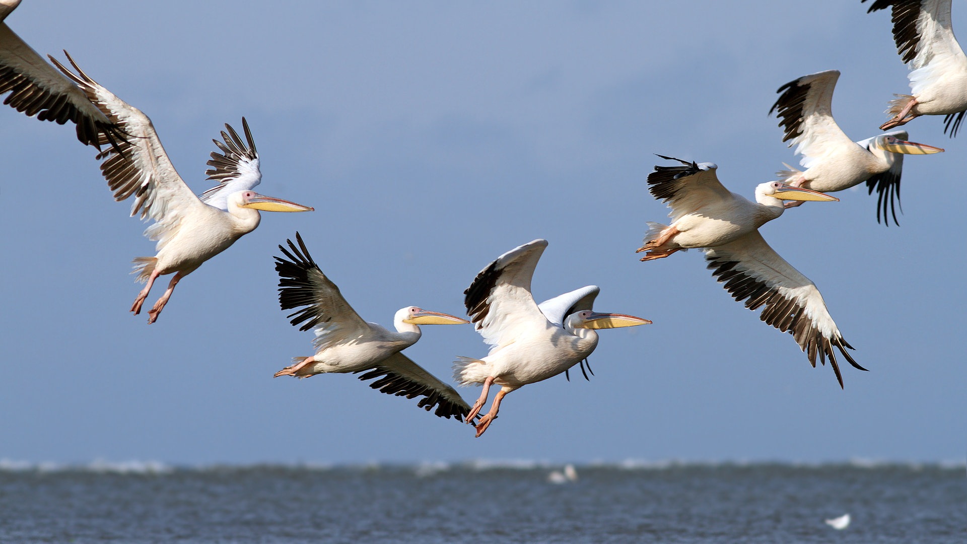 Naturparadies Donaudelta (Foto: Colourbox)