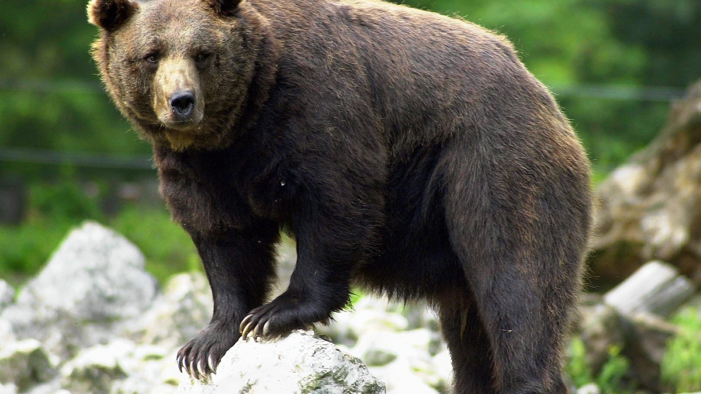 Braunbär Winterschlaf (Foto: dpa Bildfunk, Picture Alliance)