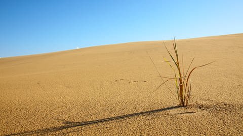 Grashalm in einer Wüste (Foto: Colourbox)