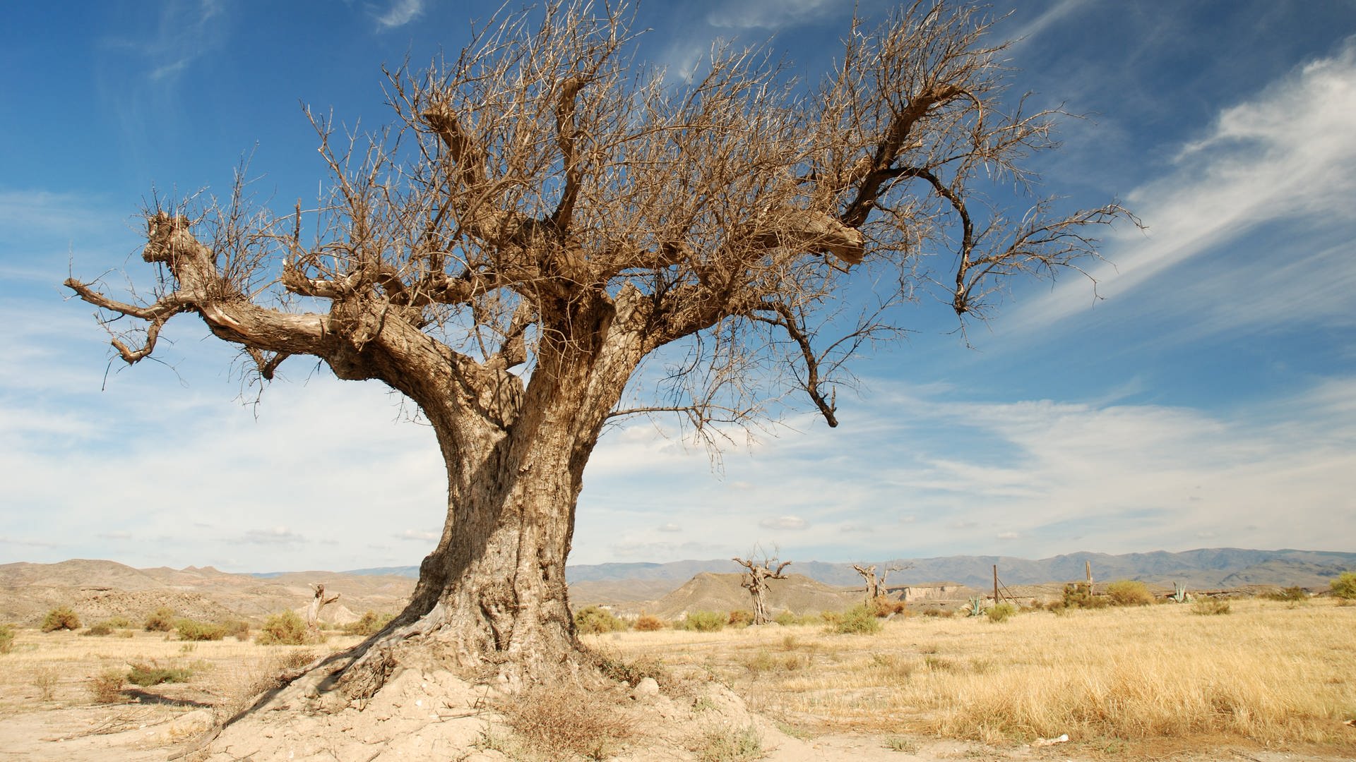 Baum in Wüste (Foto: Colourbox)