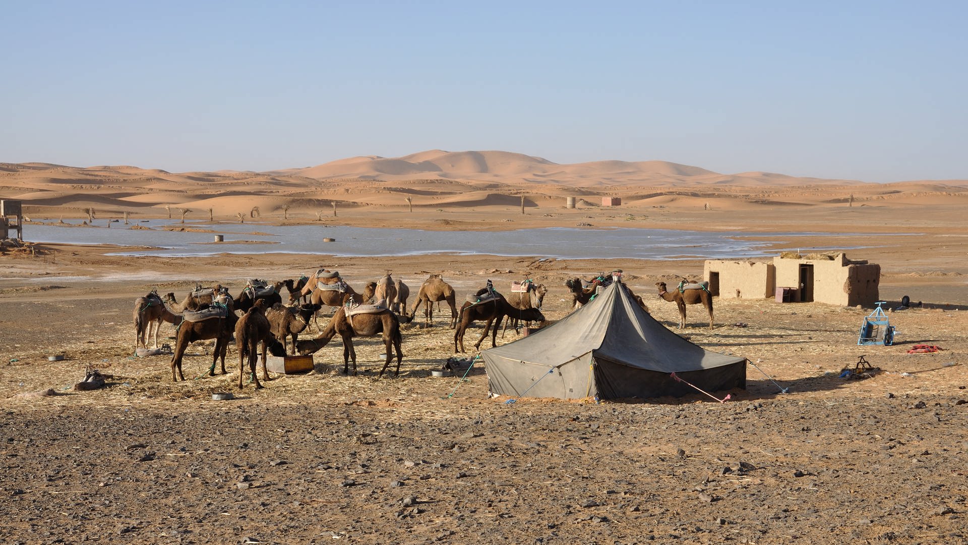 Eine Oase in der Sahara (Foto: Colourbox)