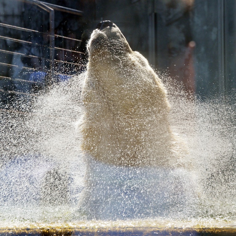 Eisbär schüttelt sich (Foto: picture-alliance / Reportdienste, dpa picture-alliance)