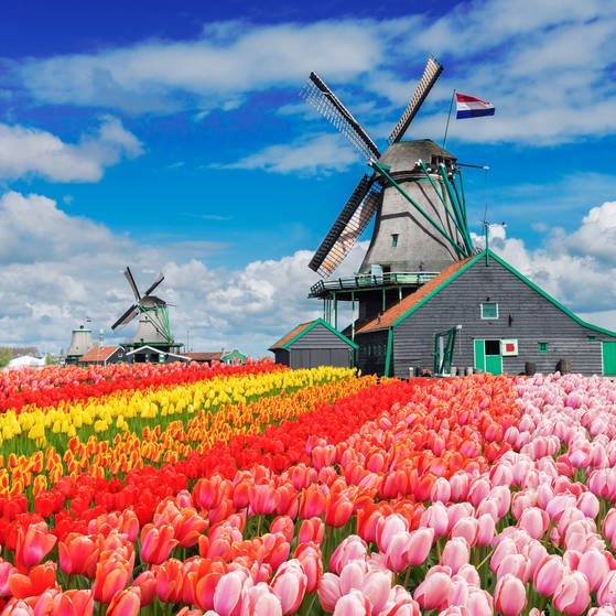 Tulpen in der Niederlande (Foto: Colourbox)