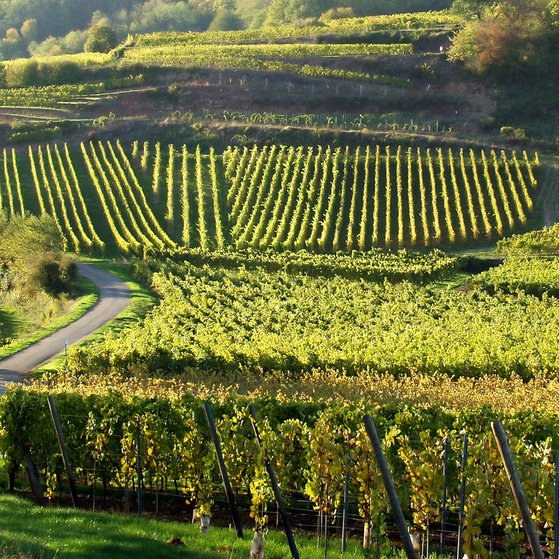 Weinreben in Frankreich (Foto: Colourbox)