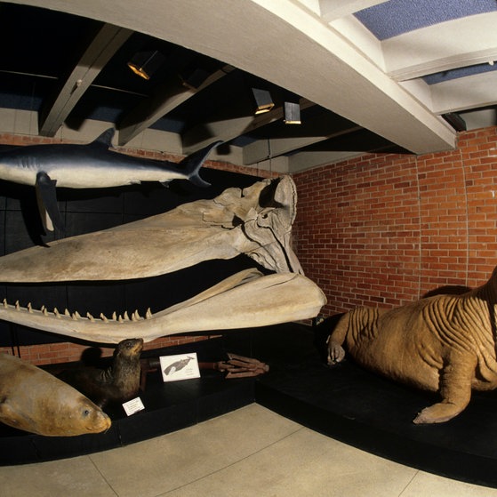 Foto: picture-alliance / Reportdienste, Аудрюс Улозявичю The Sea Museum and Aquarium in Klaipeda (Foto: picture-alliance / Reportdienste, Аудрюс Улозявичю)