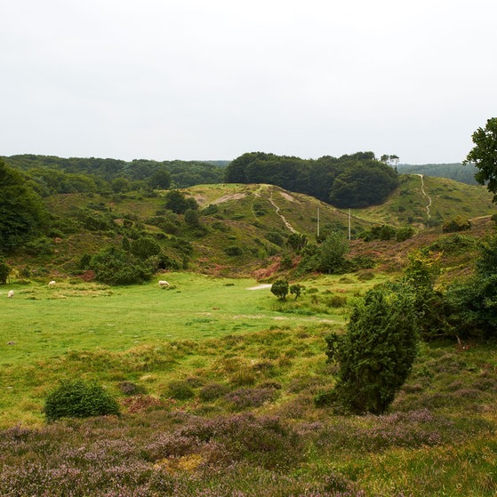 Dänemarks hügelige Landschaft. (Foto: Colourbox)