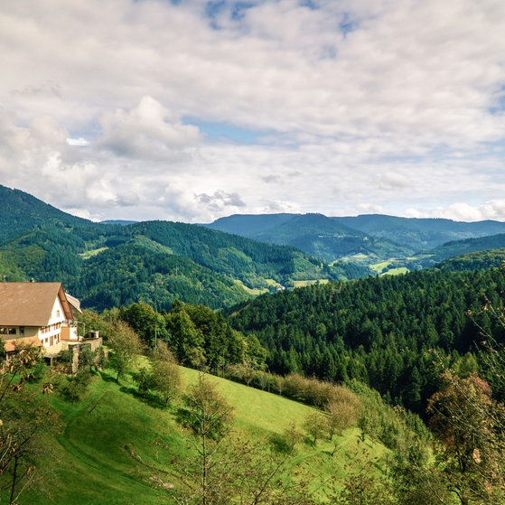 Foto: Colourbox Der Schwarzwald (Foto: Colourbox)