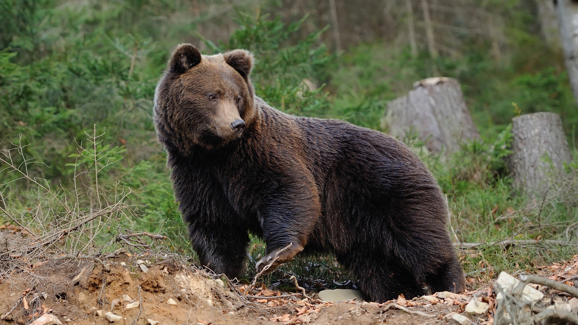 Foto: Colourbox Ein Braunbär (Foto: Colourbox)