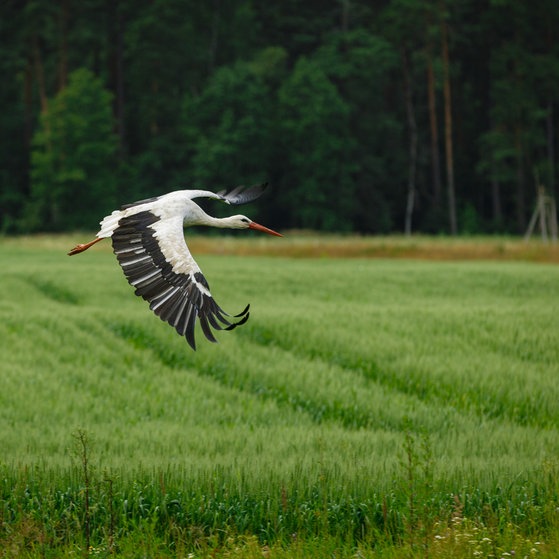 Störche in Lettland