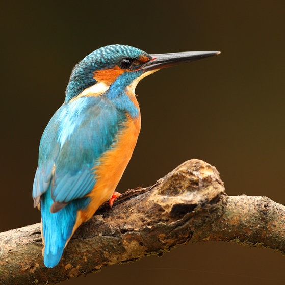 Ein Eisvogel (Foto: Colourbox)